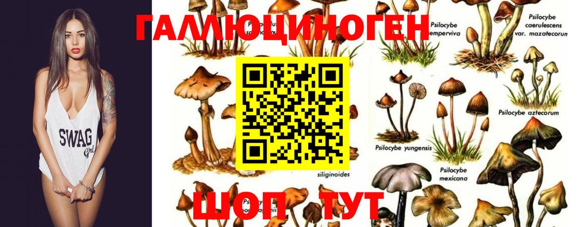 купить   Вход с VPN  Видное  Галлюциногенные грибы Cubensis  Псилоцибиновые грибы Cubensis 